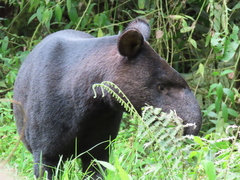 Tapirus pinchaque