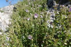 Veronica fruticulosa