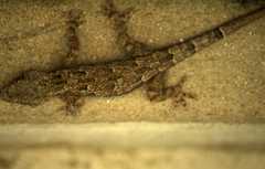 Hemidactylus platycephalus