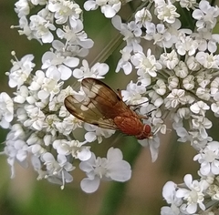 Minettia inusta