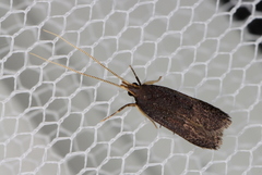 Lecithocera terrigena