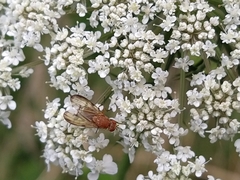 Minettia inusta