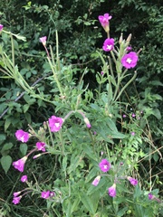 Epilobium hirsutum