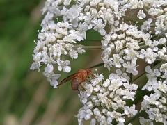 Minettia inusta
