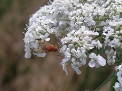 Minettia inusta