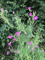 Epilobium hirsutum