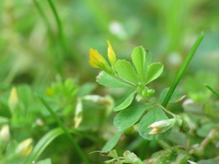 Trifolium micranthum
