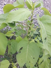 Persicaria orientalis