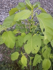 Persicaria orientalis
