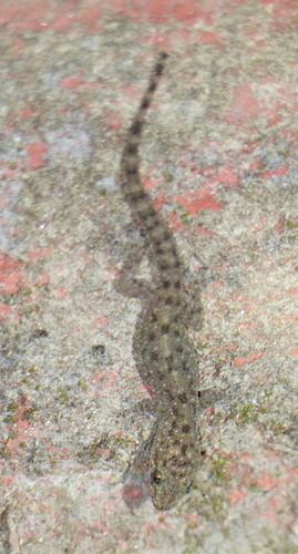 Hemidactylus brookii