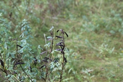 Chamaecytisus