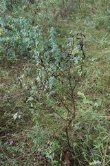 Chamaecytisus