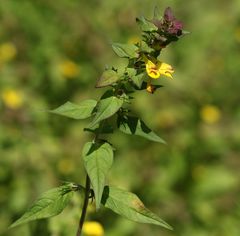 Melampyrum italicum