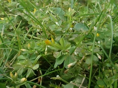 Trifolium micranthum