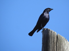 Molothrus bonariensis