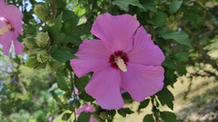Hibiscus syriacus