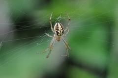 Neoscona adianta