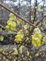 Corylopsis glabrescens