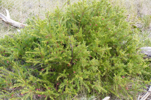 Grevillea rosmarinifolia