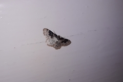 Idaea rusticata