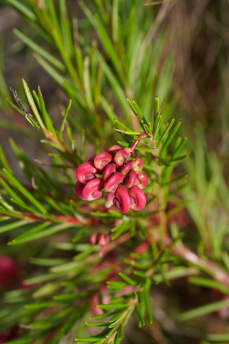 Grevillea rosmarinifolia