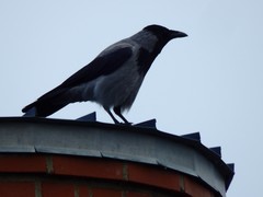 Corvus cornix