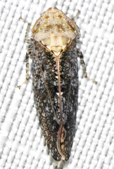 Paraphlepsius fulvidorsum