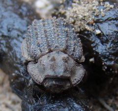 Phoberus planicollis