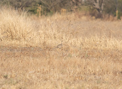 Nothoprocta cinerascens