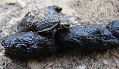 Phoberus planicollis