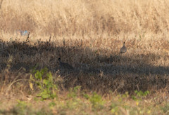 Nothoprocta cinerascens