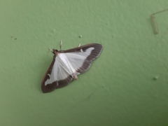 Cydalima perspectalis