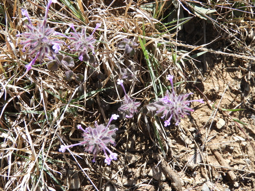 Image of Hedeoma costata by (c) Leticia Jiménez Hernández, some rights reserved (CC BY-SA)