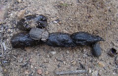 Phoberus planicollis