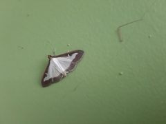 Cydalima perspectalis