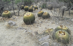 Kroenleinia grusonii