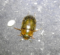 Tropisternus collaris