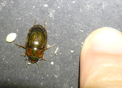 Tropisternus collaris