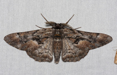 Phaeoura mexicanaria