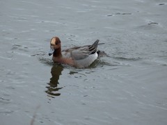 Mareca penelope