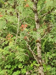 Sorbus aucuparia