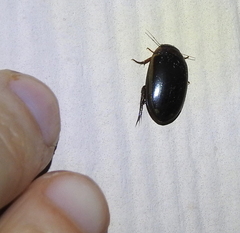 Hydaticus bimarginatus