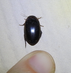 Hydaticus bimarginatus