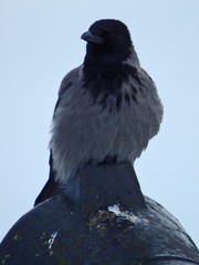 Corvus cornix