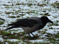 Corvus cornix