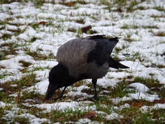 Corvus cornix