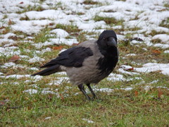 Corvus cornix