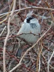 Passer domesticus