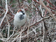 Passer domesticus
