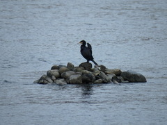 Phalacrocorax carbo